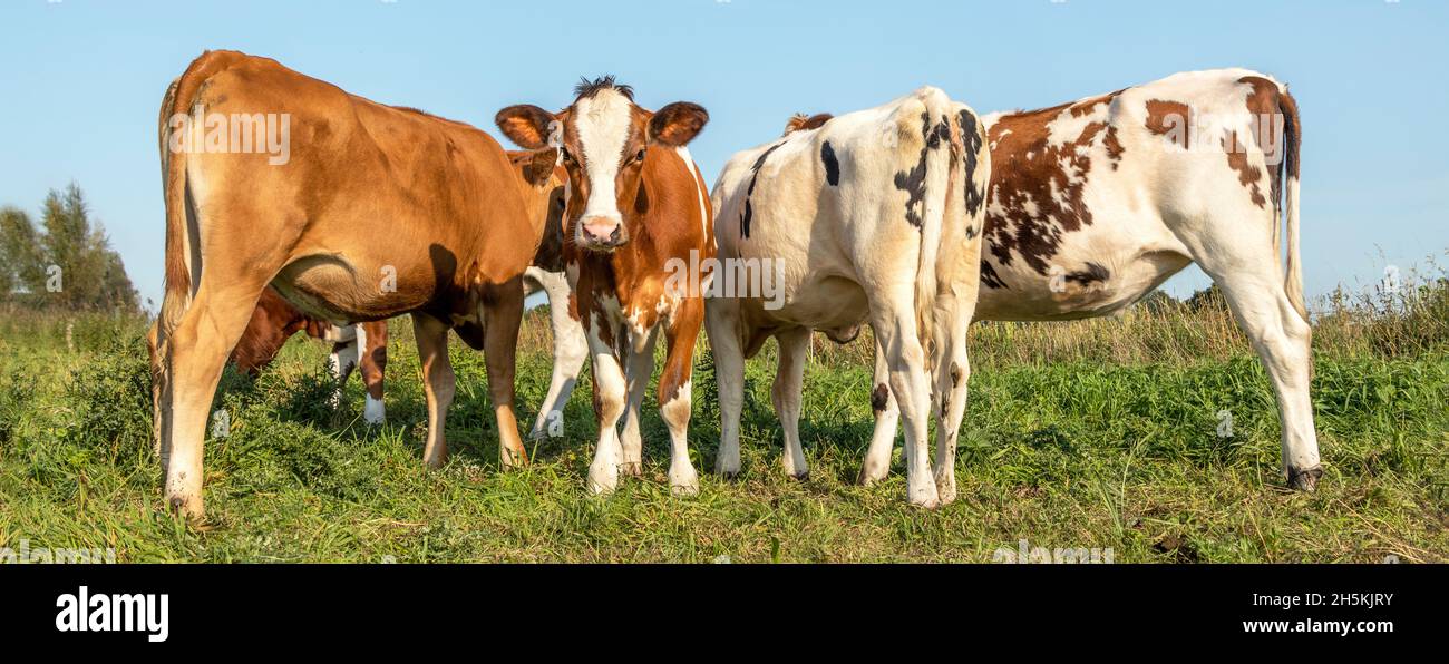 Vaches vue arrière et avant, une gauche dehors regardant dans un champ vert Banque D'Images