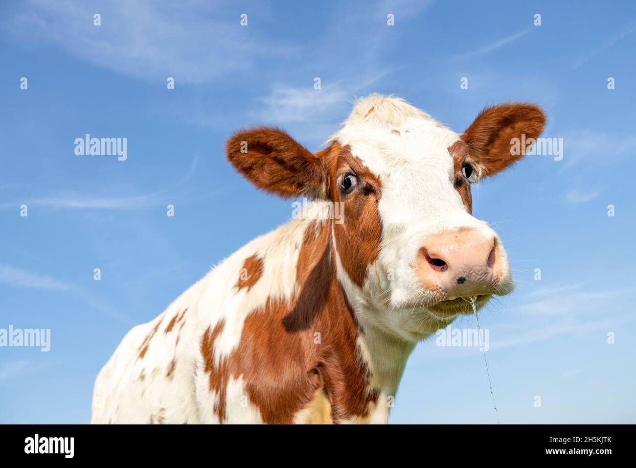 Vache coulant sily, nez rose et expression amicale et calme, adorable mignon look triste Banque D'Images