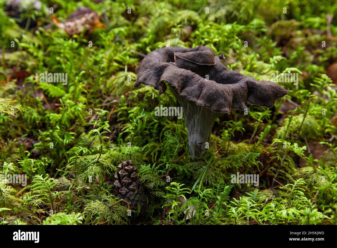 Champignon comestible Cor of Plenty, Craterellus cornucopioides poussant dans une mousse verte dans la forêt boréale estonienne Banque D'Images