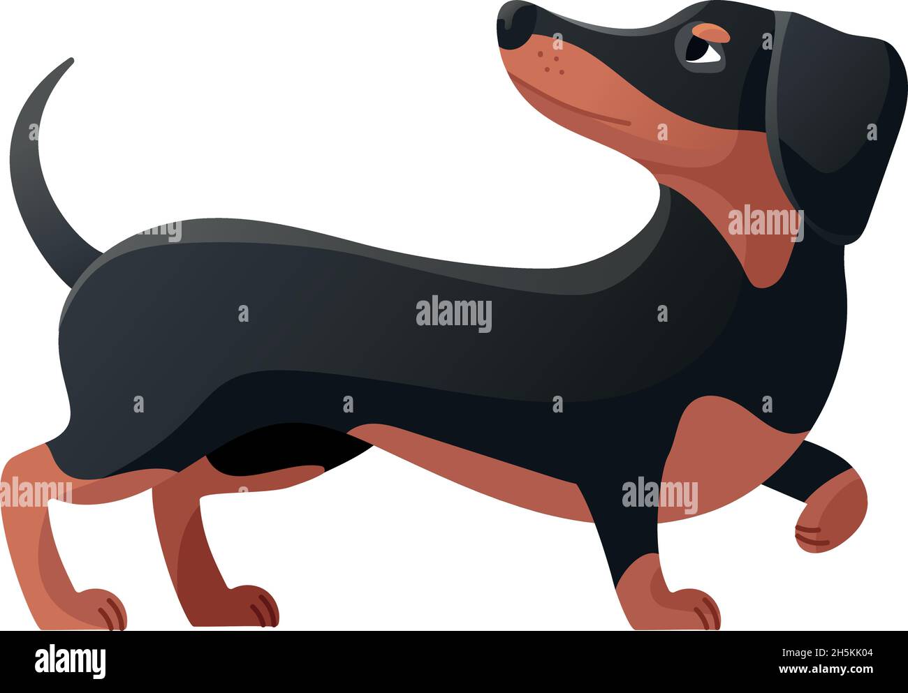 Dachshund a maudit sa patte.Dachsand pose, dessin animé chien plat icône  vecteur illustration isolée sur fond blanc Image Vectorielle Stock - Alamy