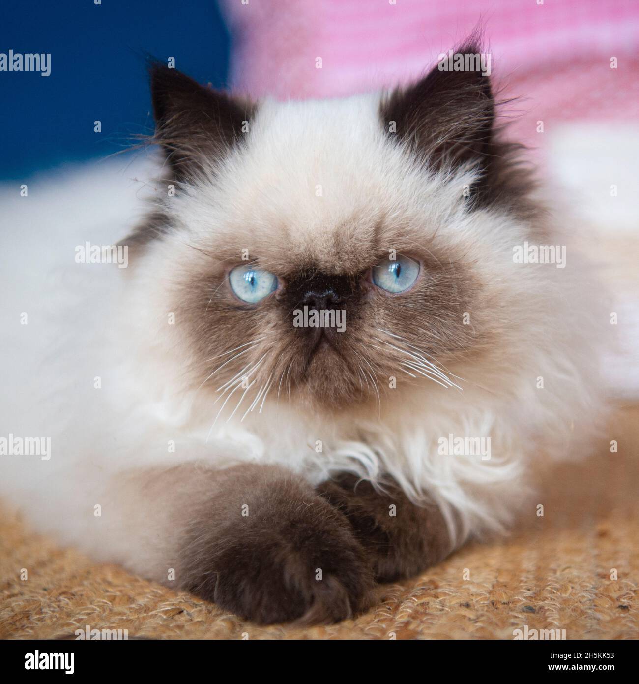 Pedigree chatte himalayan Banque D'Images