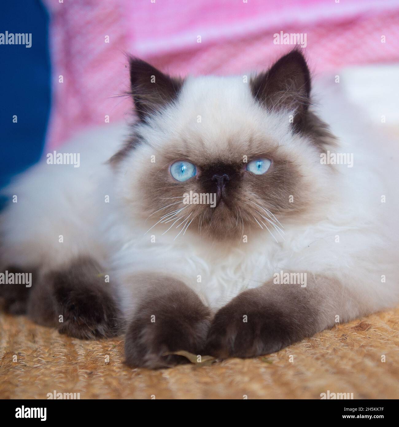 Pedigree chatte himalayan Banque D'Images