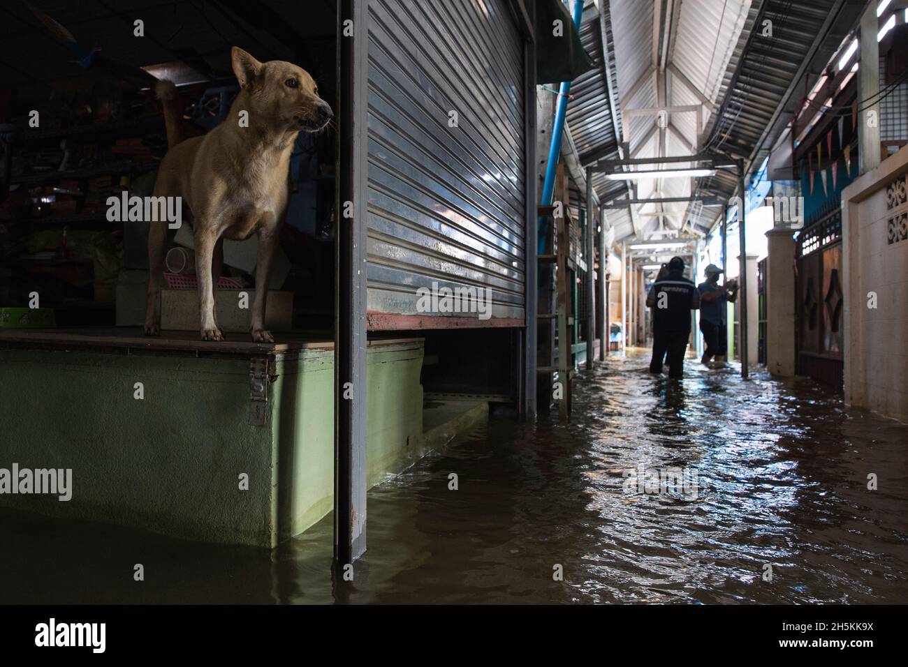 Nonthaburi, Thaïlande.10 novembre 2021.Le chien de son résident de Koh Kret vu dans la ruelle du marché inondée.après la tempête de Dianmu, la tempête tropicale de Lionrock et la tempête de Kompasu, 13 provinces ont été touchées par le niveau de la mer marécageux causant des inondations.Koh Kret une destination touristique culturelle connaissable, une communauté au bord de la rivière et une île à Nonthaburi sont quelques-unes des zones touchées.(Photo de Varuth Pongsaponwatt/SOPA Images/Sipa USA) crédit: SIPA USA/Alay Live News Banque D'Images