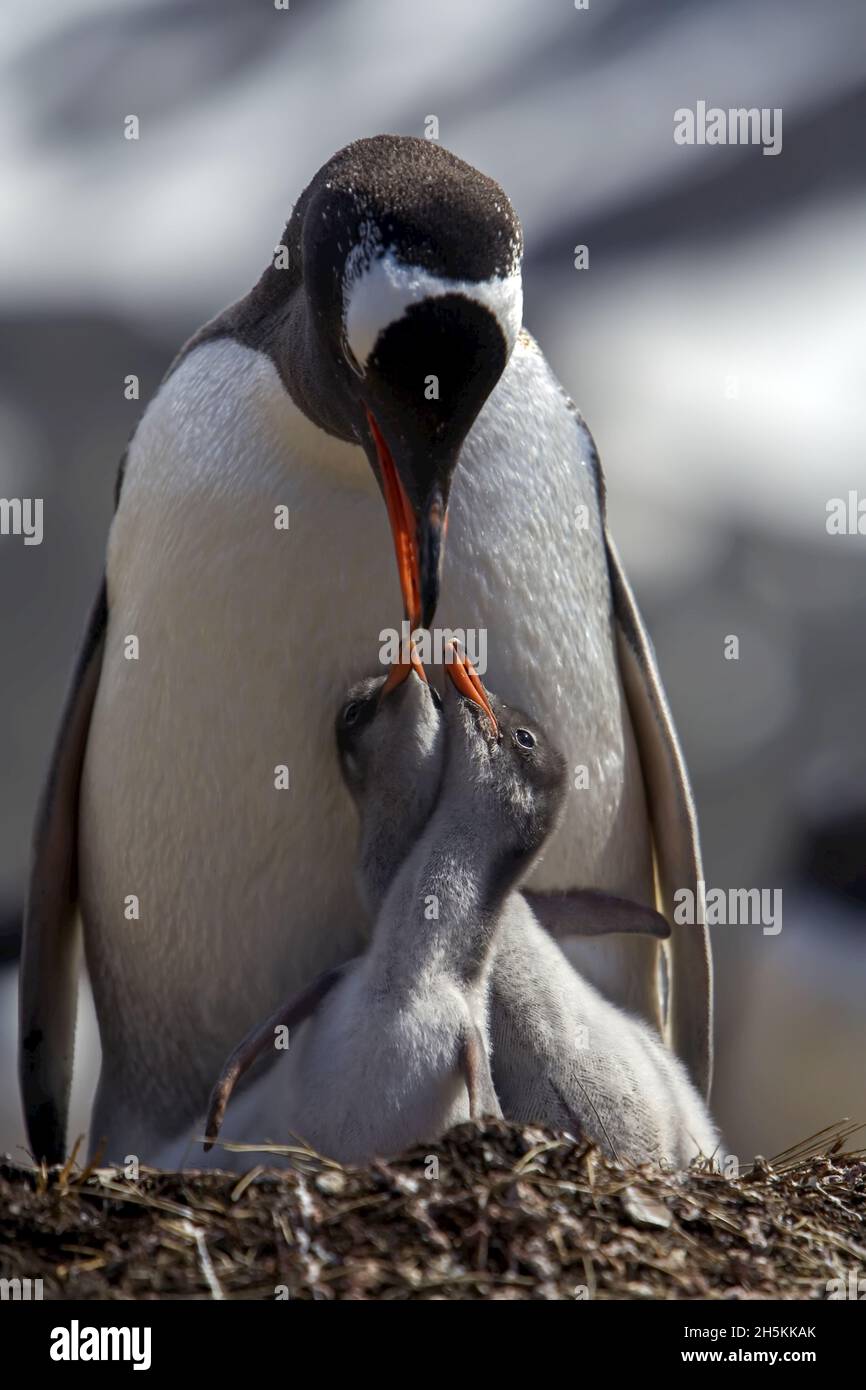 Un pingouin gentoo, Pygoscelis papouasie, nourrissant ses poussins jumeaux. Banque D'Images