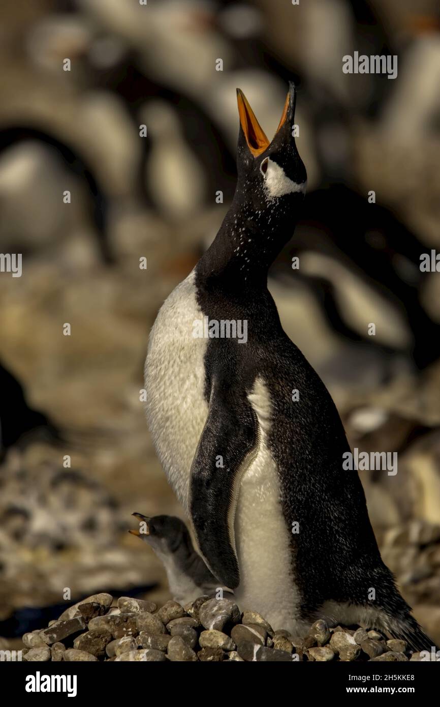 Mère gentoo pingouin avec poussin appelant pour son compagnon. Banque D'Images