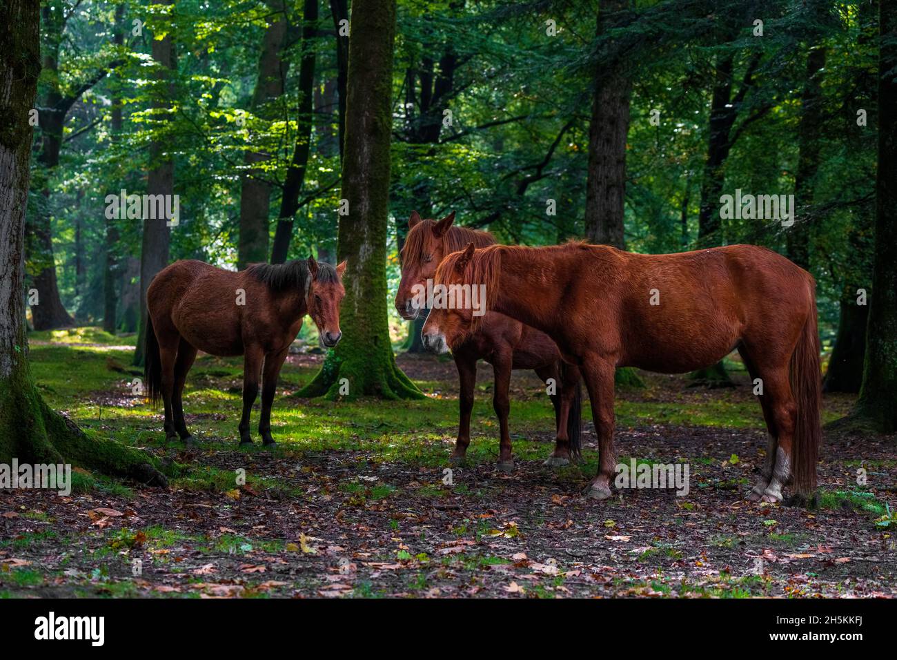 Ponies-Equus ferus caballus dans le parc national de New Forest, Hampshire, Angleterre, Royaume-Uni Banque D'Images