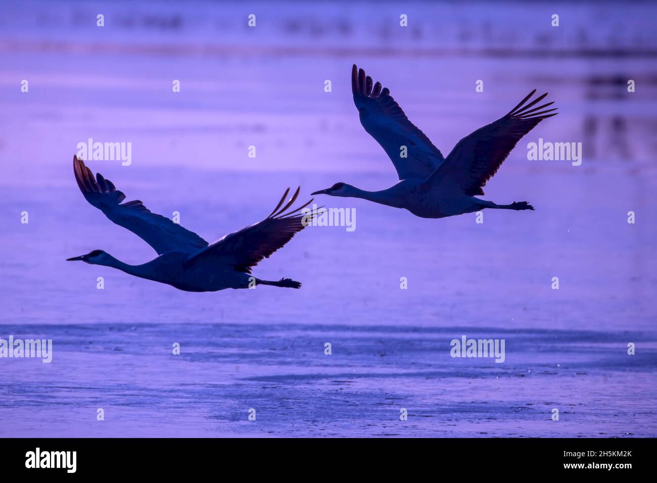 Des oiseaux volent à basse altitude au-dessus de l'eau. Banque D'Images