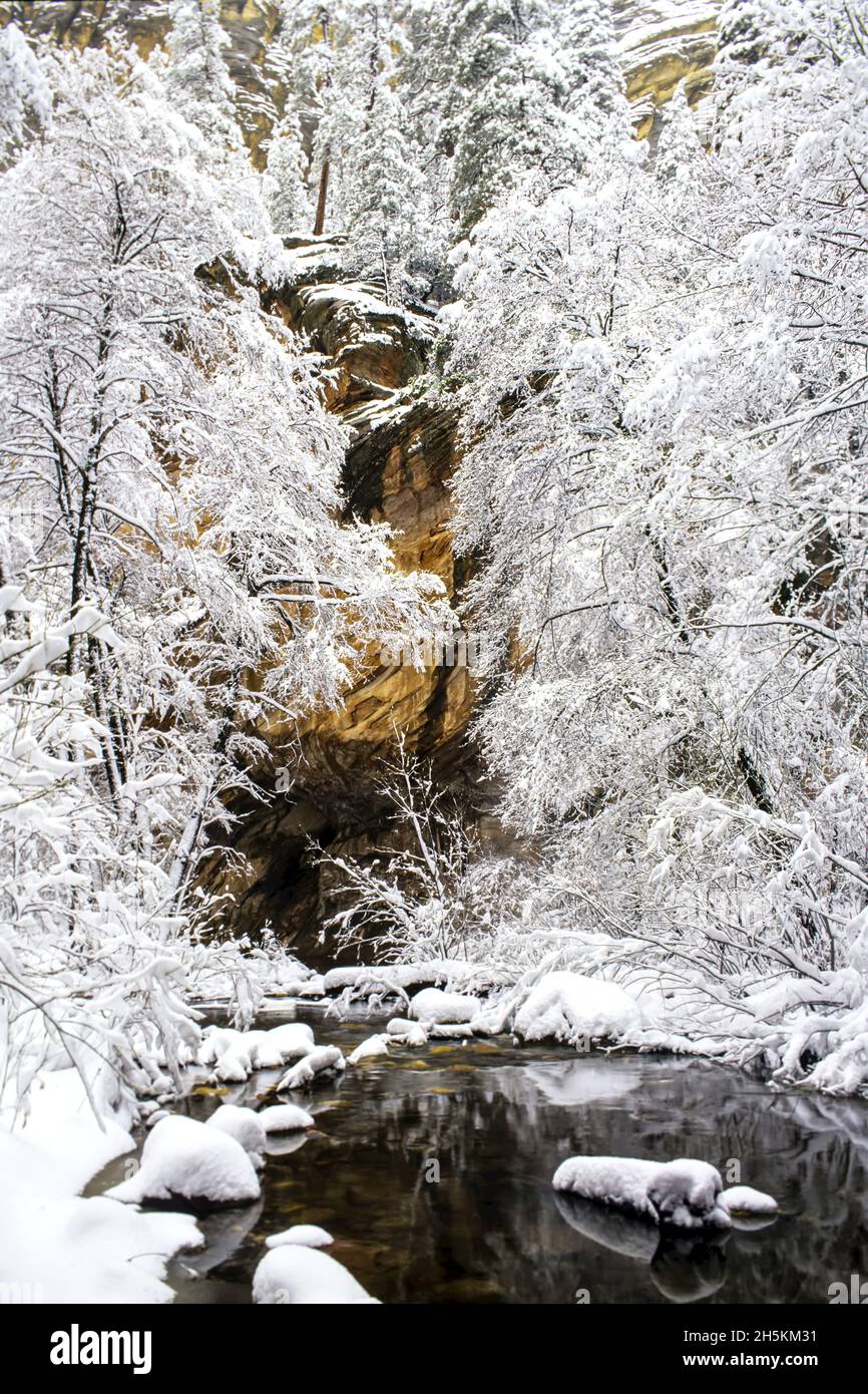 Des arbres enneigés le long d'un lit de ruisseau. Banque D'Images