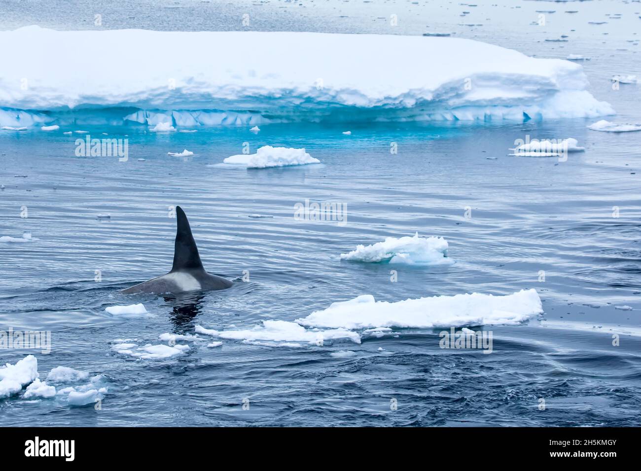 L'orque dans les glaces. Banque D'Images