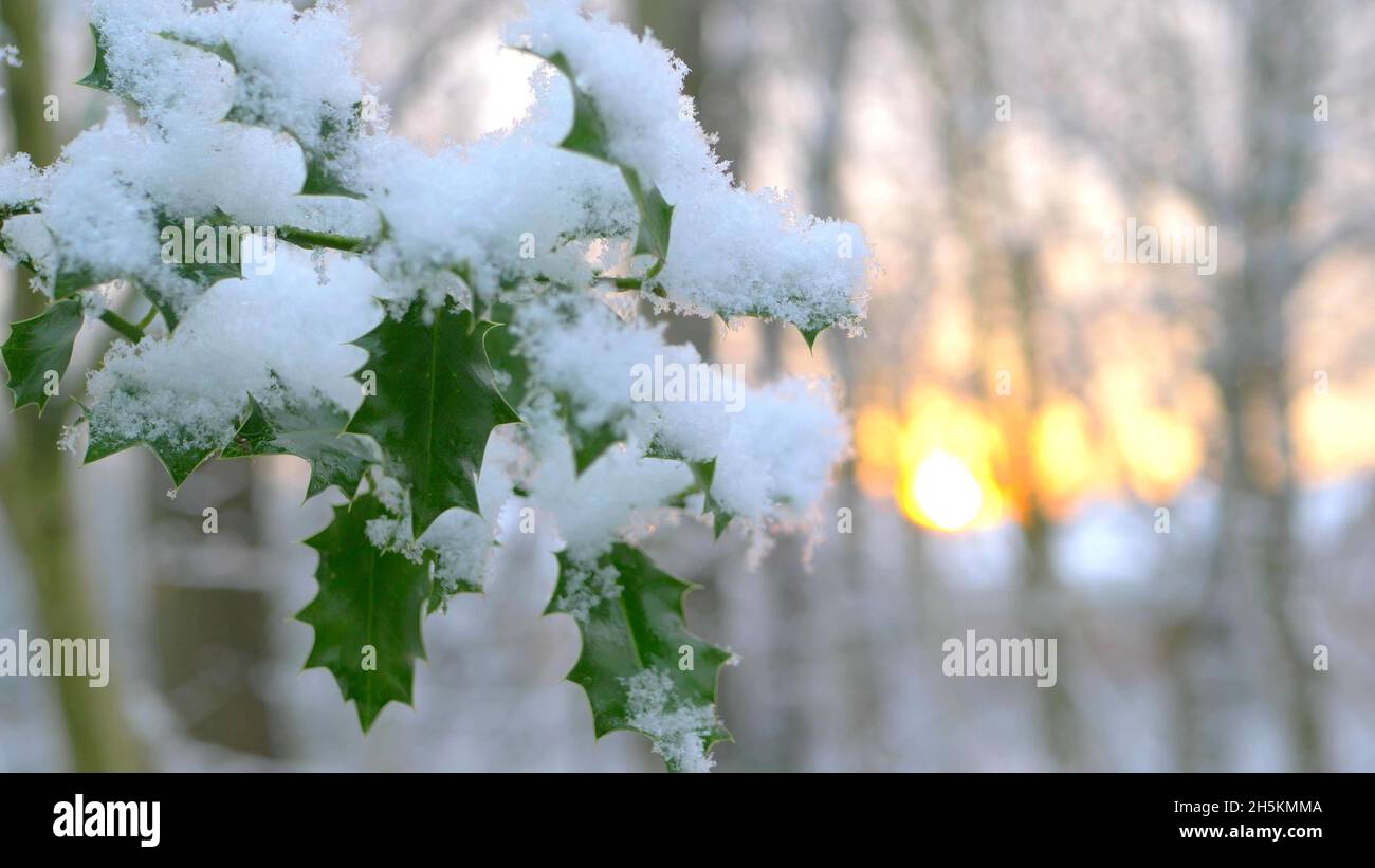 Une photo de la neige sur les feuilles Banque D'Images