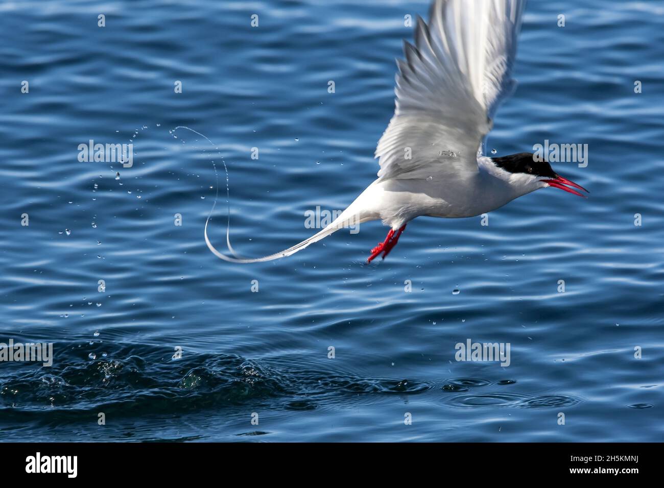 Une sterne arctique se décolle de l'eau avec une éclaboussure. Banque D'Images