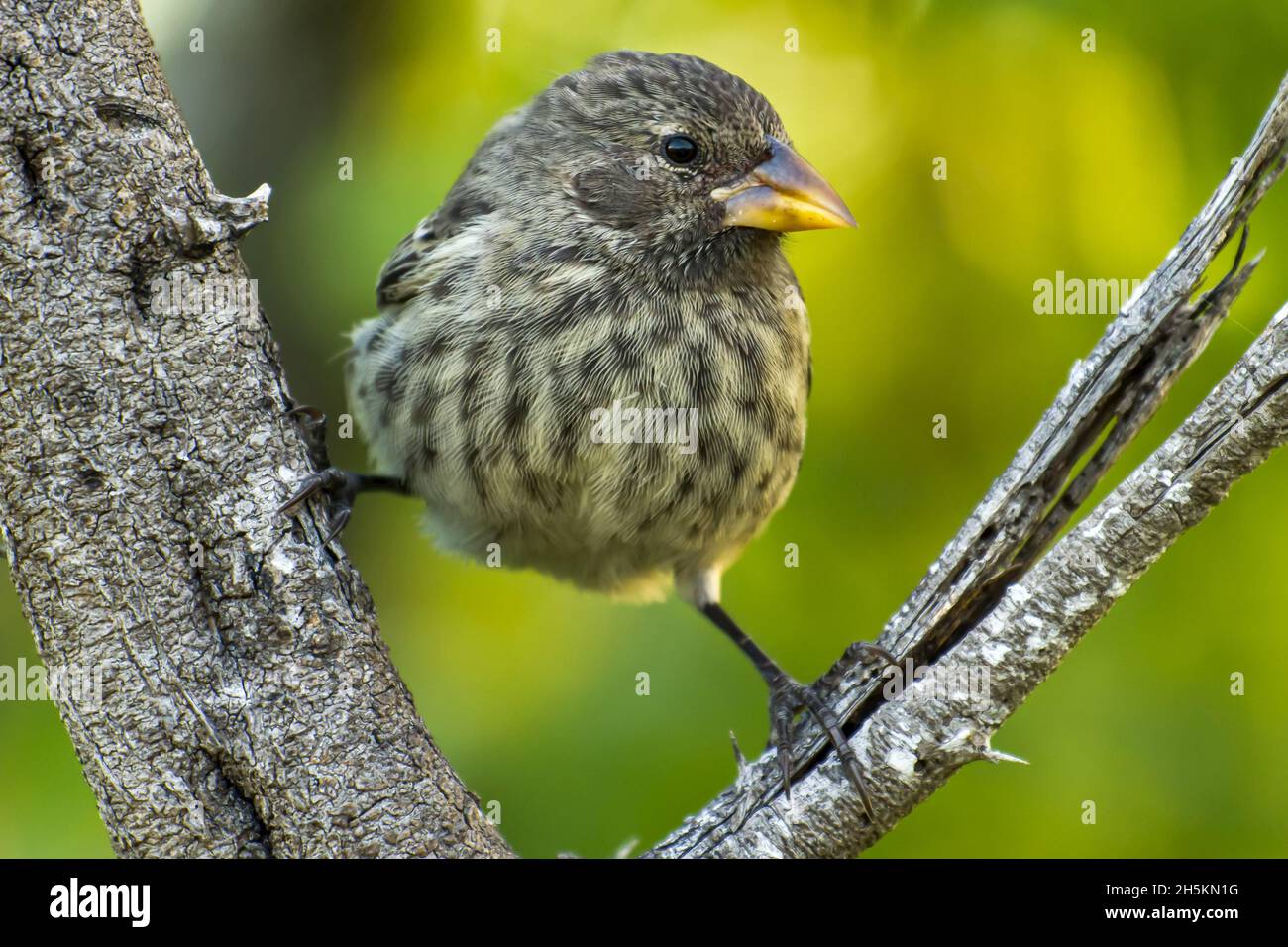 Portrait d'un jeune médium sol Finch. Banque D'Images
