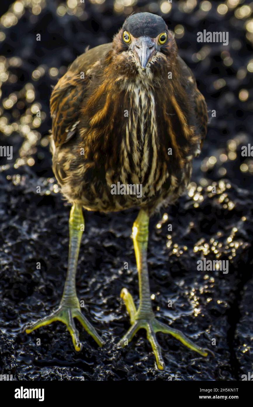 Portrait d'un héron debout sur des rochers. Banque D'Images