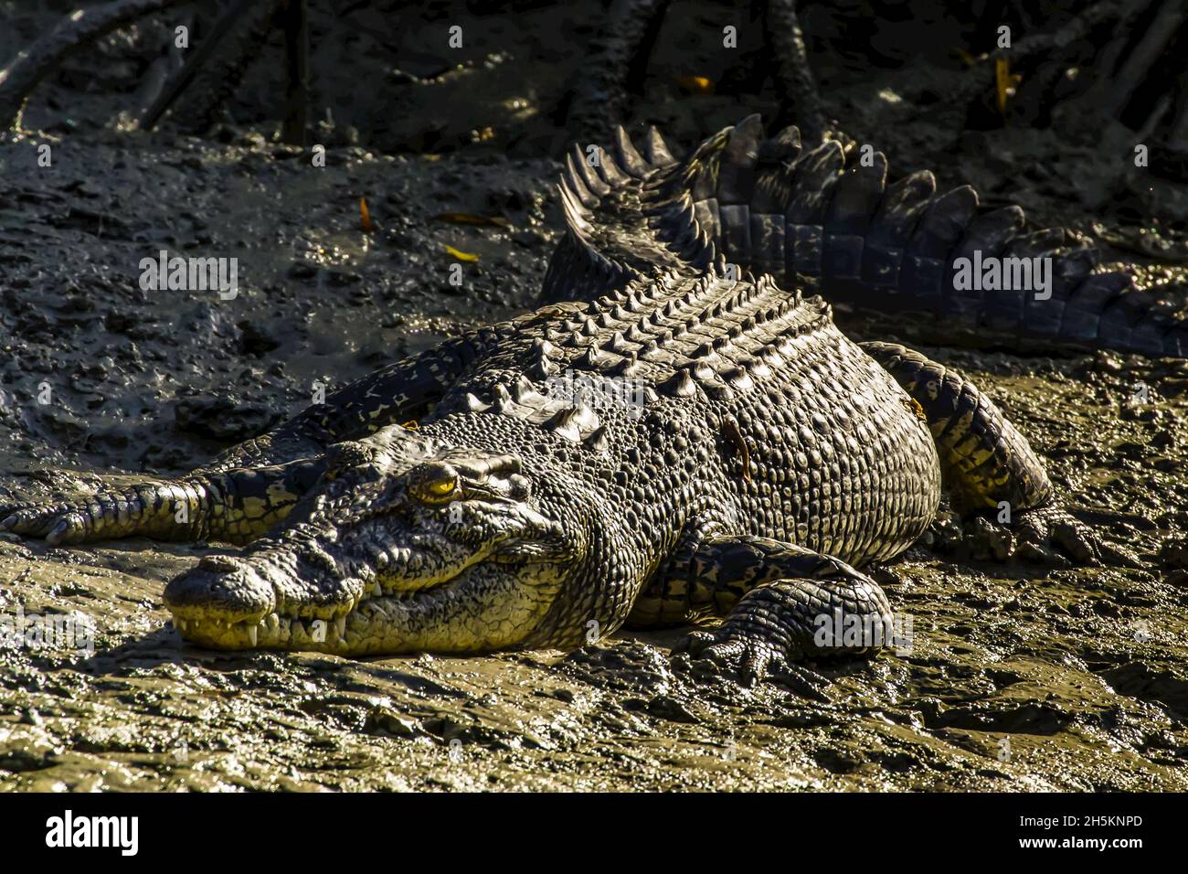 A l'eau salée Crocodile (Crocodylus porosus) baigne dans la lumière du soleil à Porosus Creek dans la région de Kimberley au nord-ouest de l'Australie. Banque D'Images