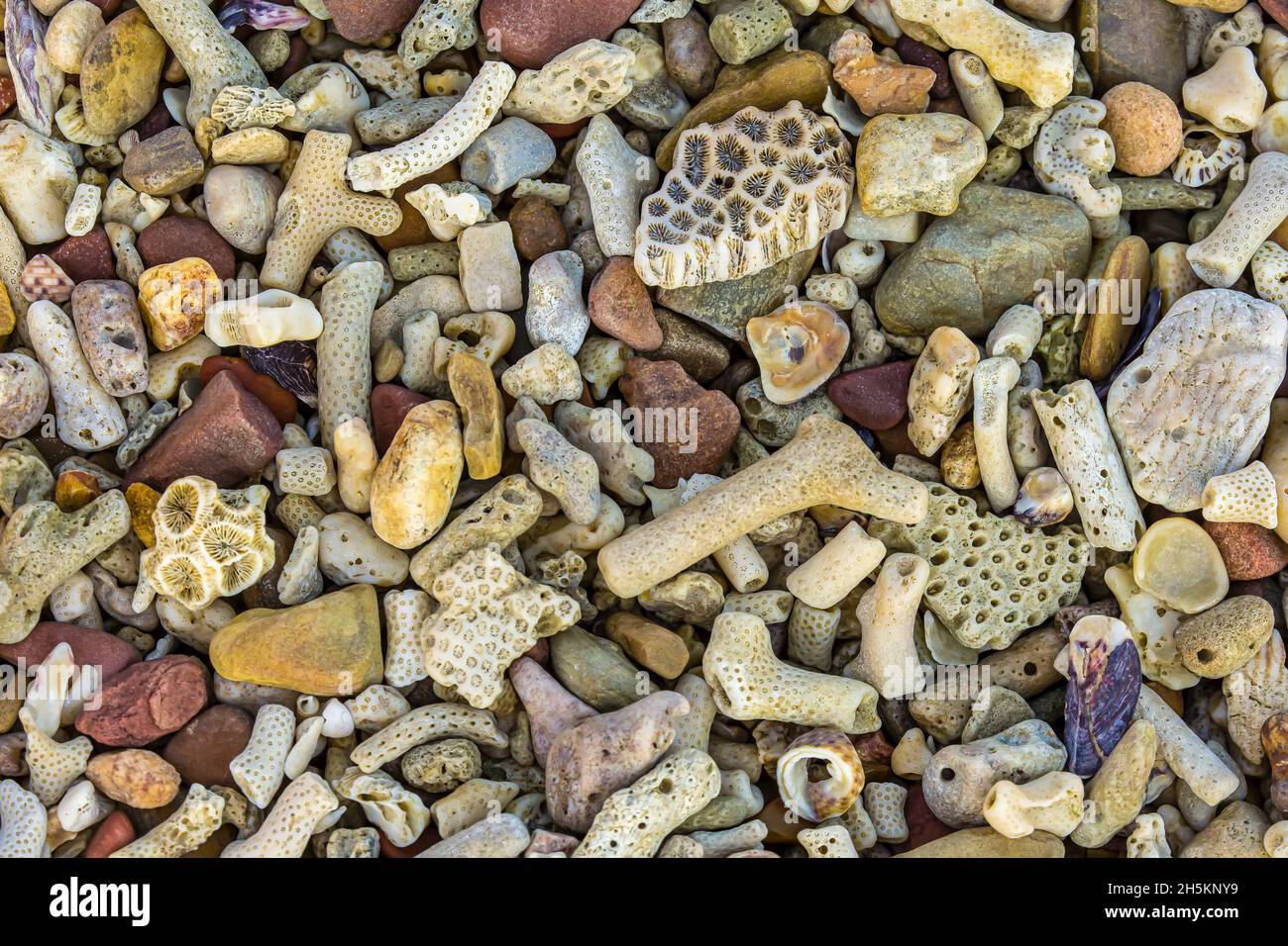 Coquillages sur une plage près de Série Point dans la région de Kimberley au nord-ouest de l'Australie. Banque D'Images