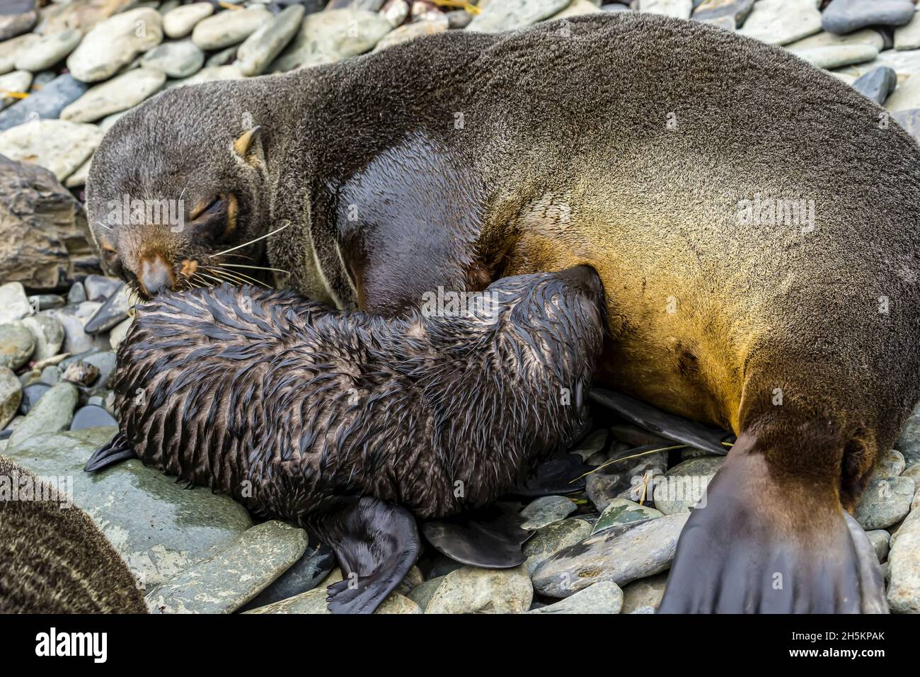 Une mère phoque à fourrure antarctique nursing her pup près de Cooper Bay en Géorgie du Sud, l'Antarctique. Banque D'Images