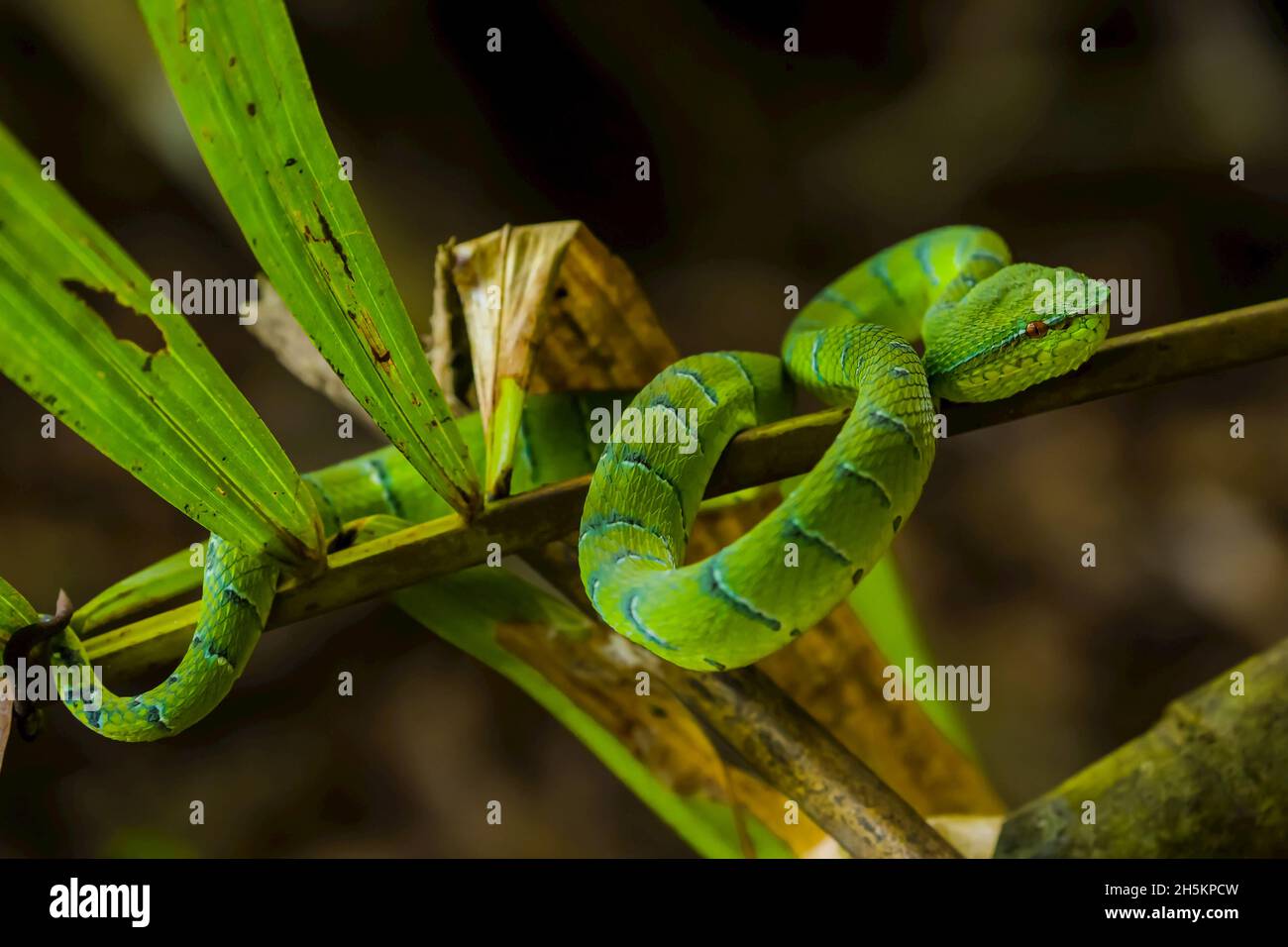 Gros plan d'une couleur vert vif viper pit temple de Bornéo. Banque D'Images
