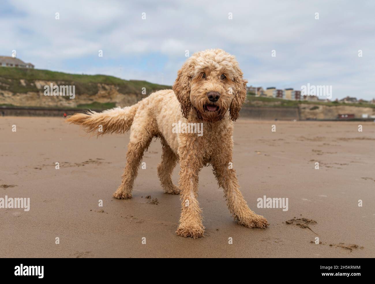 Un cocapoo blond se tient sur une plage regardant l'appareil photo; Whitburn, Tyne and Wear, Angleterre Banque D'Images