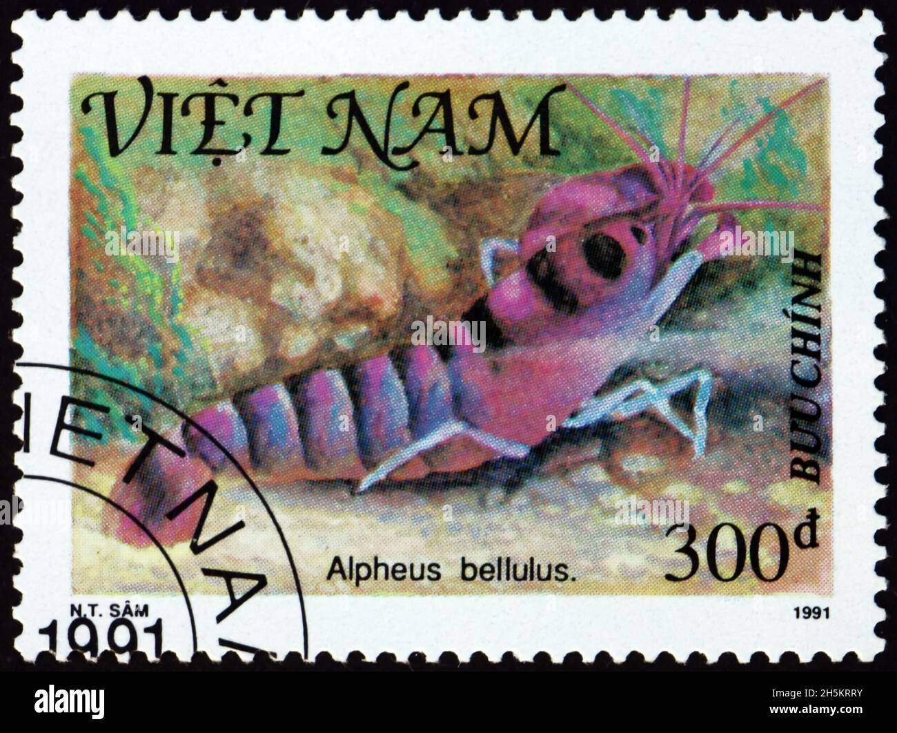 VIETNAM - VERS 1991 : un timbre imprimé au Vietnam montre des crevettes tigrées, alpheus bellulus, coquillages, vers 1991 Banque D'Images