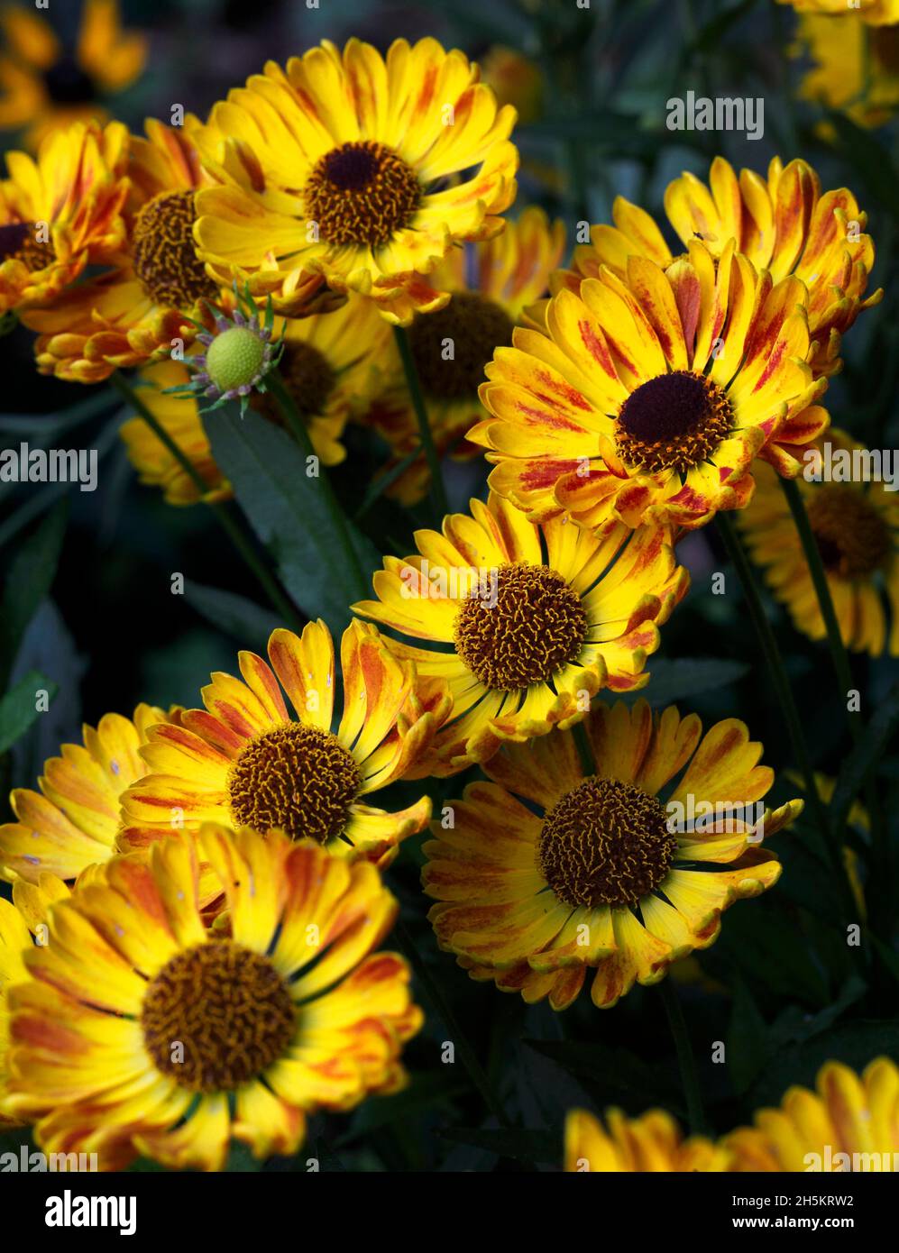 Variété de helenium 'Mariachi Fuego' Banque D'Images