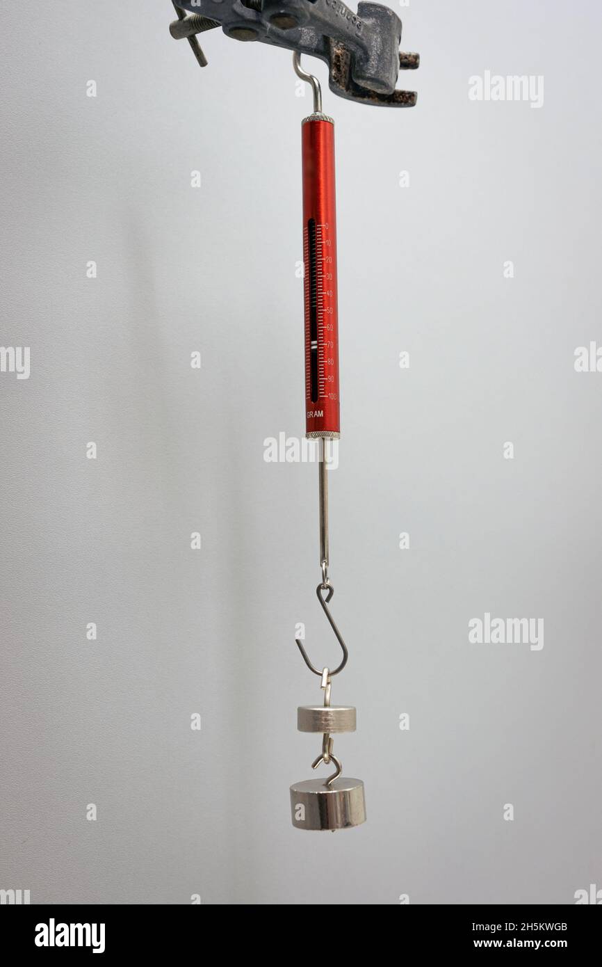 Les poids sont suspendus à un dynamomètre pour mesurer la force (en grammes).Expérience scientifique, utilisée en classe de physique. Banque D'Images