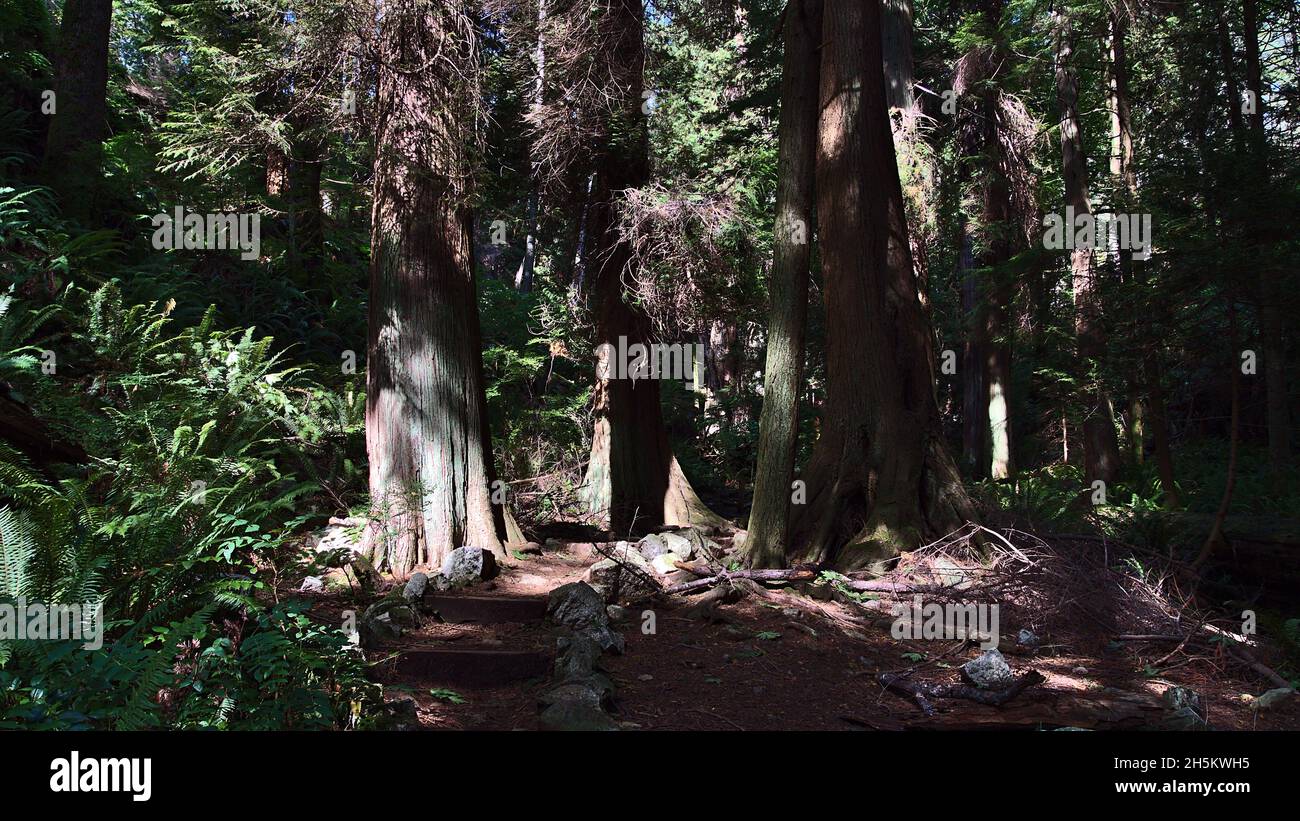 Sentier de randonnée entre d'énormes arbres, y compris le cèdre rouge de l'ouest et le sapin Douglas, dans la forêt de Lighthouse Park, West Vancouver, BC, Canada. Banque D'Images