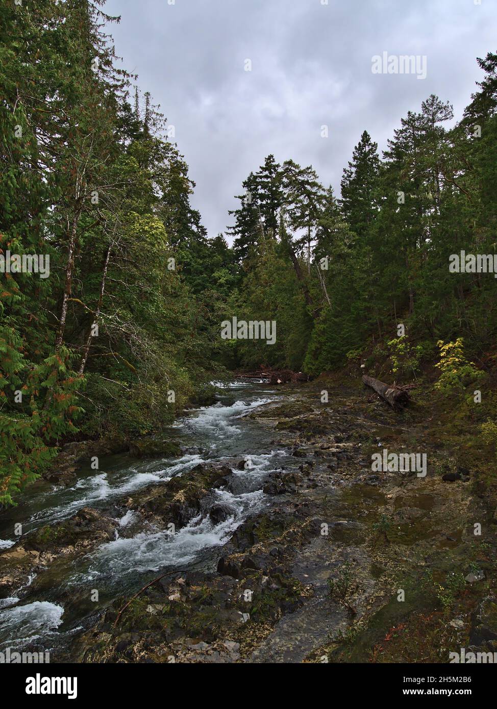 Vue de Cortrait de rivière sauvage avec lit de rivière rocailleux entouré de forêt dense dans le parc provincial Little Qualicum Falls, île de Vancouver, C.-B., Canada. Banque D'Images