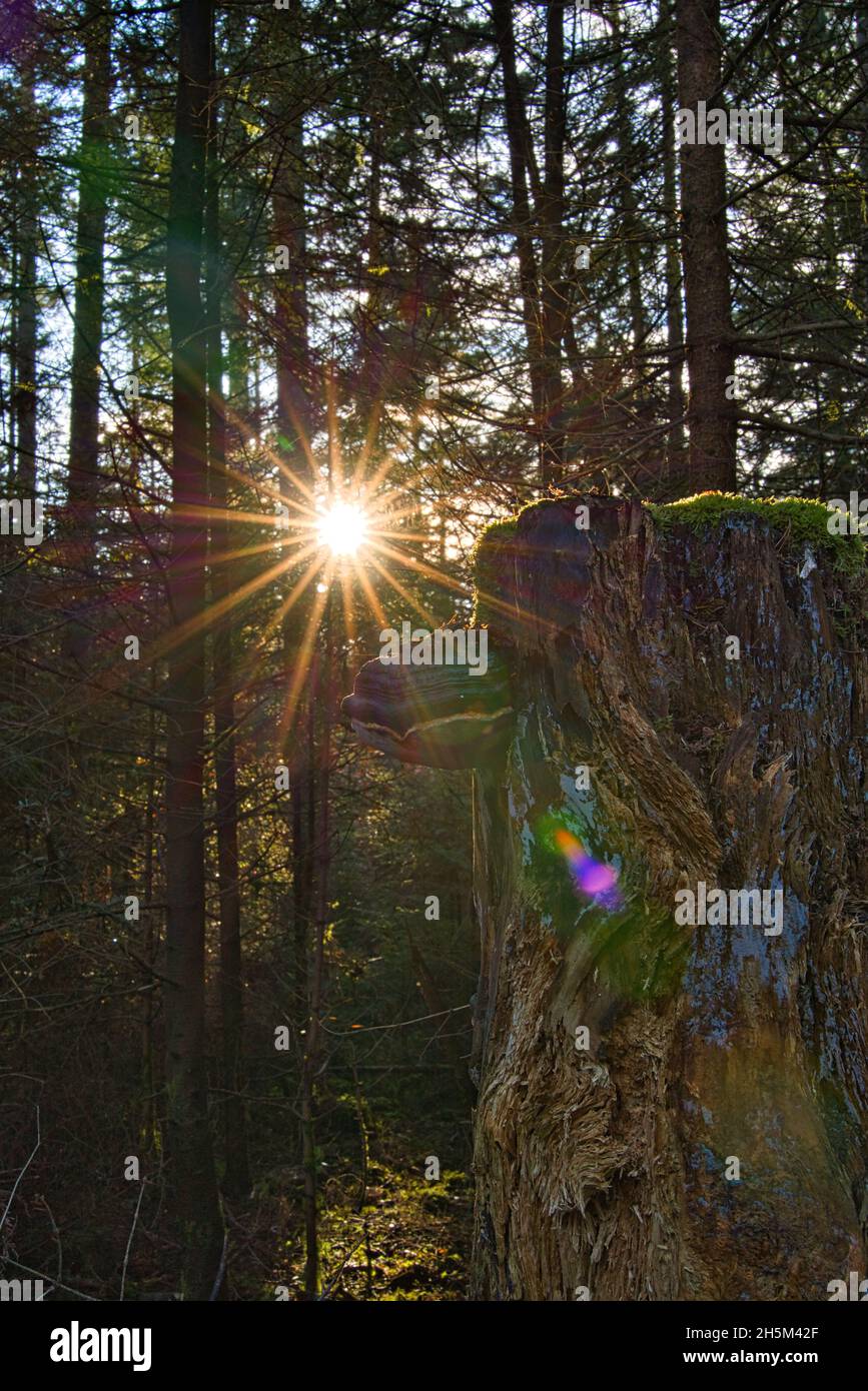 Le champignon de l'arbre appelé Fomitiporia Robusta sur un vieux moignon d'arbre avec le soleil du soir en arrière-plan Banque D'Images