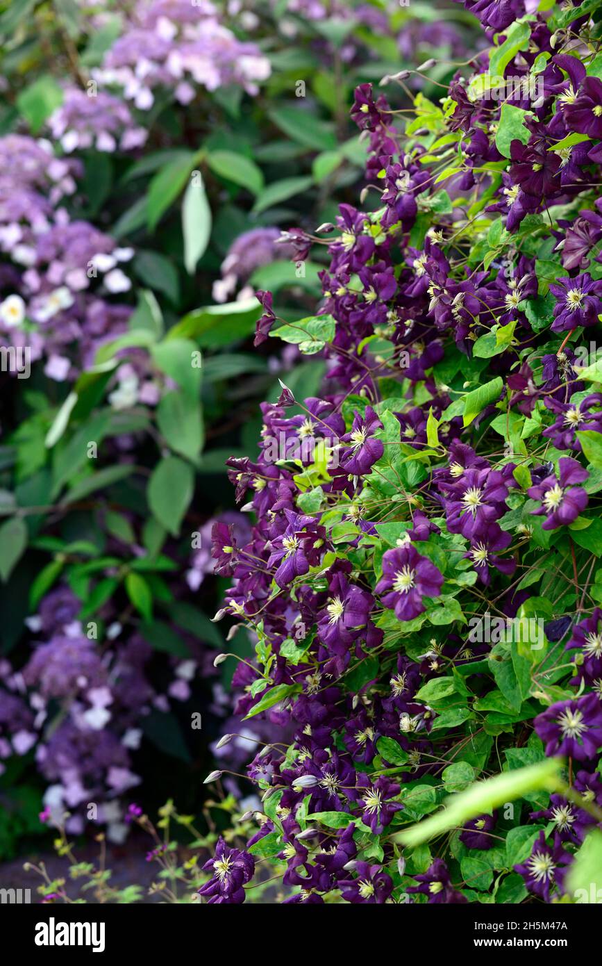 clematis viticella etoile violette,fleurs violettes,fleurs violettes,fleurs, fleurs,floraison,couverture, mur,grimpeur, plante grimpante,RM floral Photo  Stock - Alamy