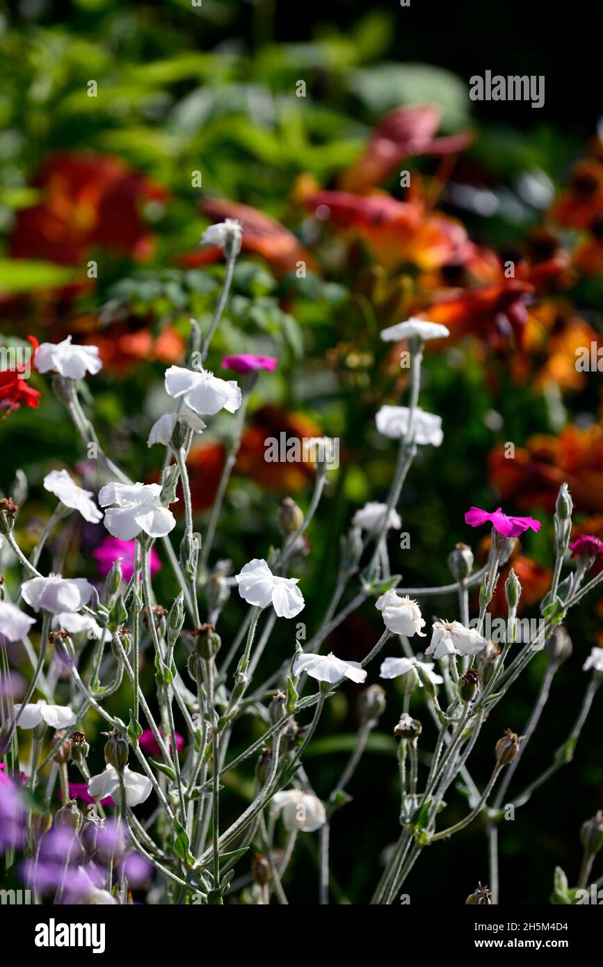 Lychnis coronaria Alba,blanc fleur rose campion,fleurs,plantes vivaces,jardin,Fleurs,RM Banque D'Images