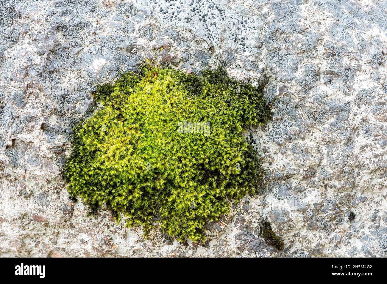 Fragment d'une image avec de la mousse verte sur la pierre grise pour utilisation comme arrière-plan. Banque D'Images