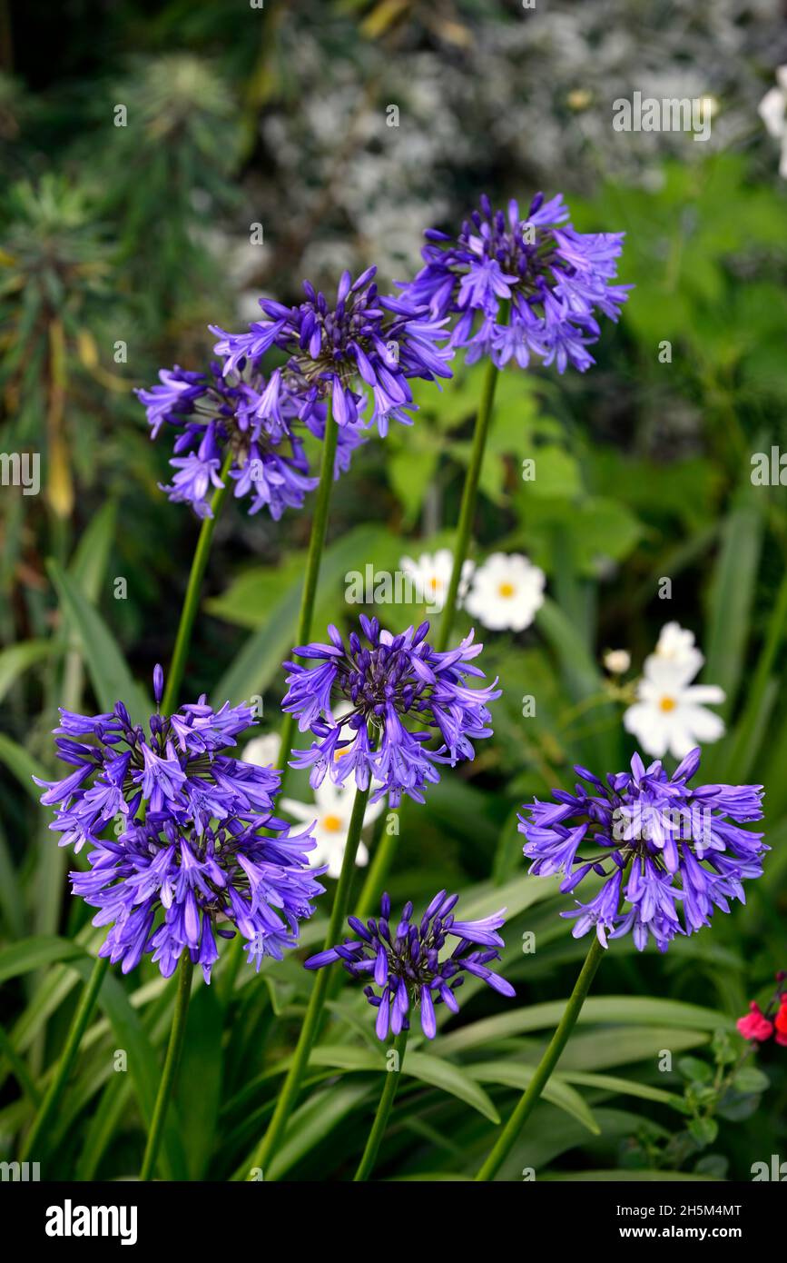 fleurs bleu agapanthus,vivaces,bordures  mixtes,jardin,jardins,floraison,pureté cosmos,fleurs blanches et bleues,RM  Floral Photo Stock - Alamy