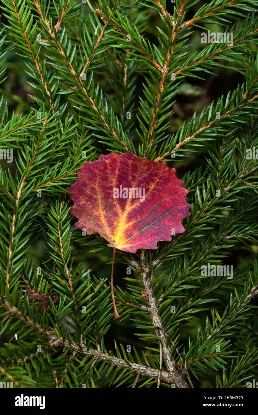 Une feuille d'Aspen rouge vif sur les branches de l'épinette pendant le feuillage d'automne dans la forêt boréale de l'Estonie, en Europe du Nord. Banque D'Images