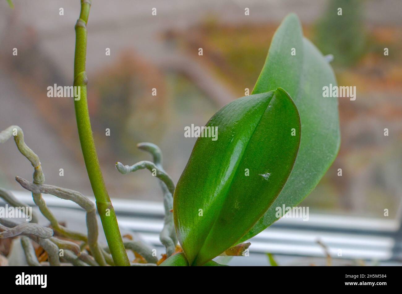 insectes ravageurs coléoptères blancs méalybug sur les feuilles d'orchidées Banque D'Images