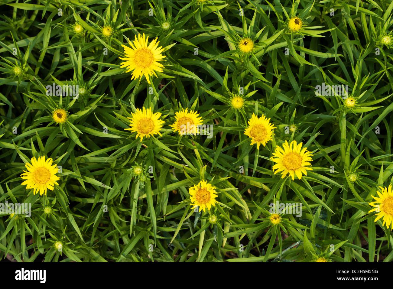 Un groupe d'asters dorés Dwarf fleuris qui poussent dans un jardin. Banque D'Images