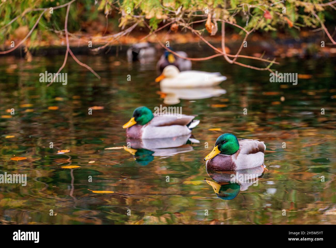 Des canards sur l'eau dans le parc Banque D'Images