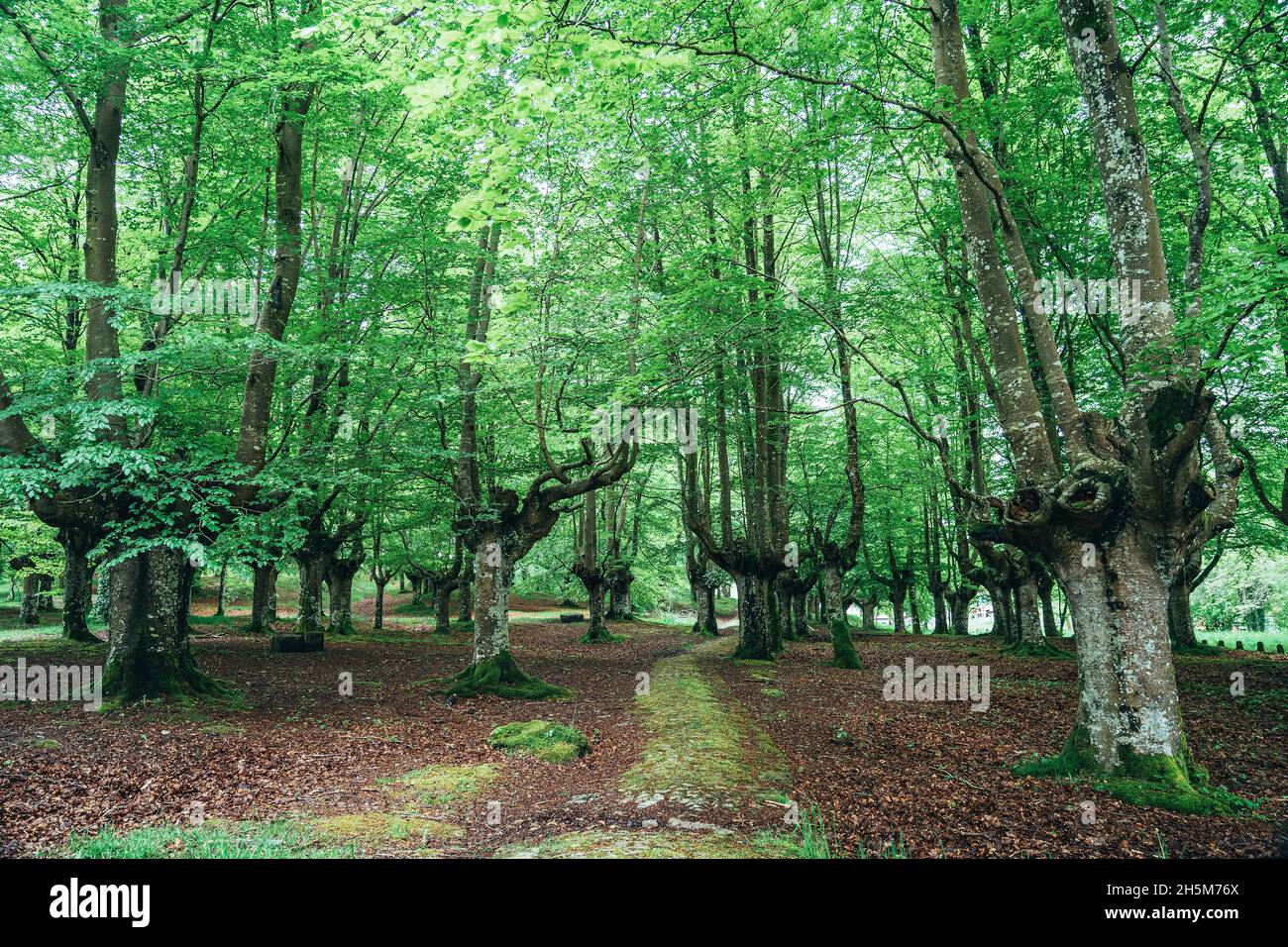 Forêt de hêtres d'Urkiola au printemps dans le pays Basque, Espagne. Banque D'Images