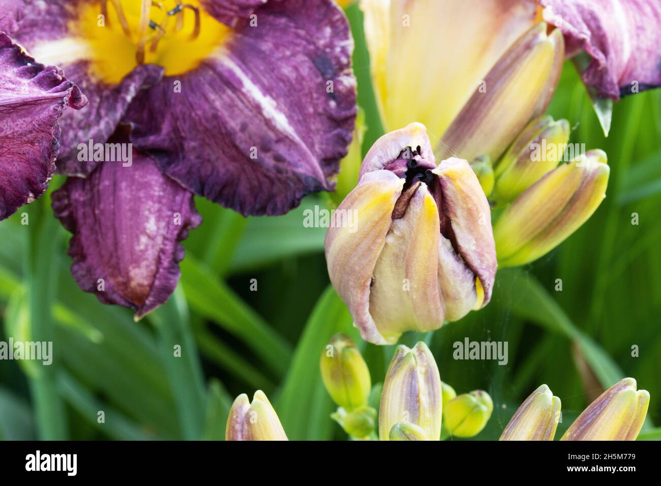 Un nénuphar pourpre non ouvert, Hemerocallis dans un jardin luxuriant dans la campagne estonienne, en Europe. Banque D'Images