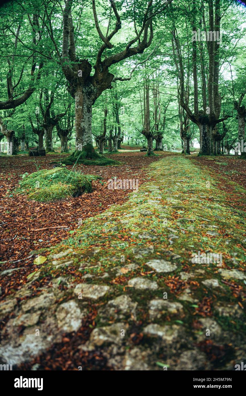 Forêt de hêtres d'Urkiola au printemps dans le pays Basque, Espagne. Banque D'Images