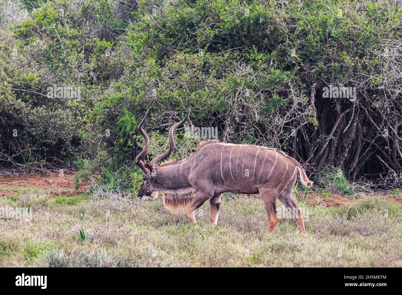 Un grand kudu mâle (Tragelaphus strepsiceros) qui broutage dans la végétation du Bush au parc national de l'éléphant d'Addo, en Afrique du Sud. Banque D'Images