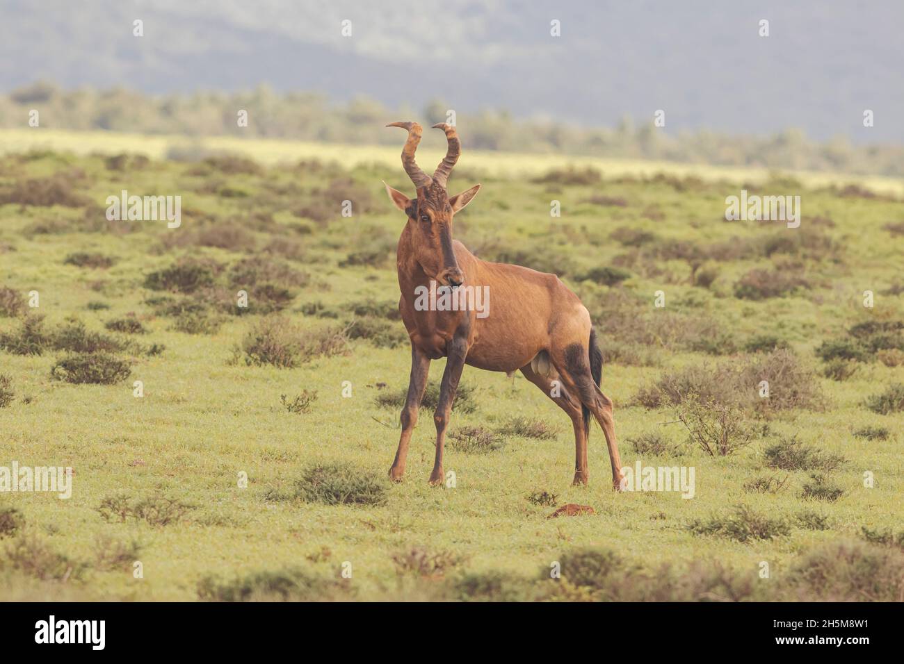 Un hartebeest rouge (Alcelaphus buselaphus caama) ou un hartebeest cap sur la plaine herbeuse dans le parc national de l'éléphant d'Addo, Afrique du Sud. Banque D'Images
