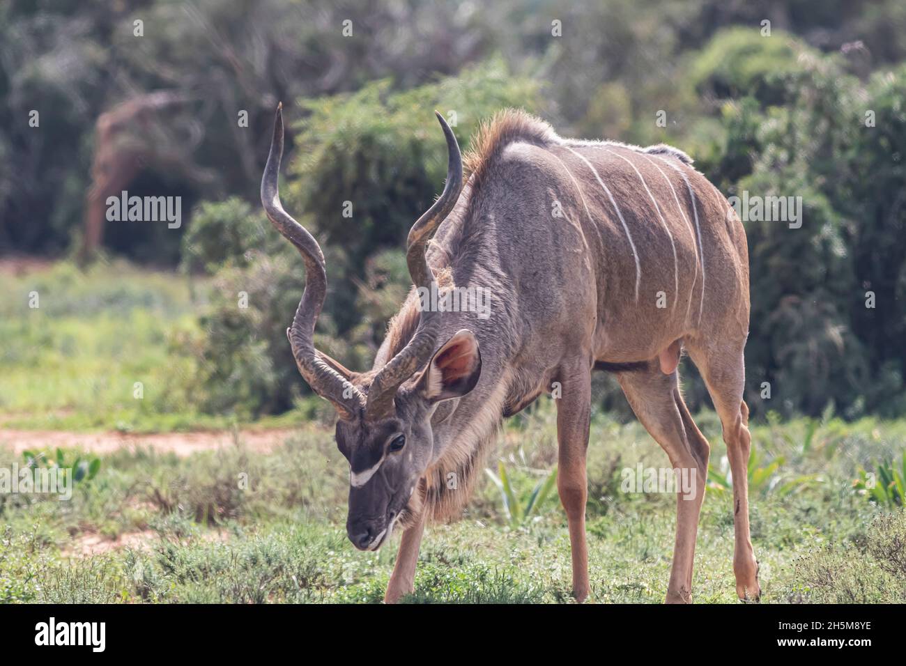 Un grand kudu mâle (Tragelaphus strepsiceros) qui broutage dans la végétation du Bush au parc national de l'éléphant d'Addo, en Afrique du Sud. Banque D'Images