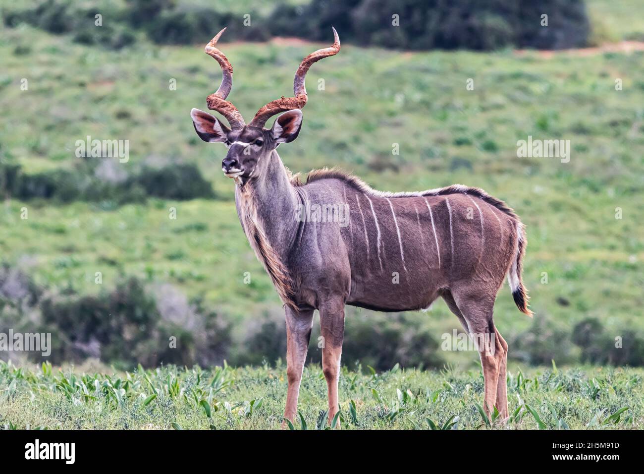 Un grand kudu mâle (Tragelaphus strepsiceros) dans la prairie du parc national de l'éléphant d'Addo, en Afrique du Sud. Banque D'Images