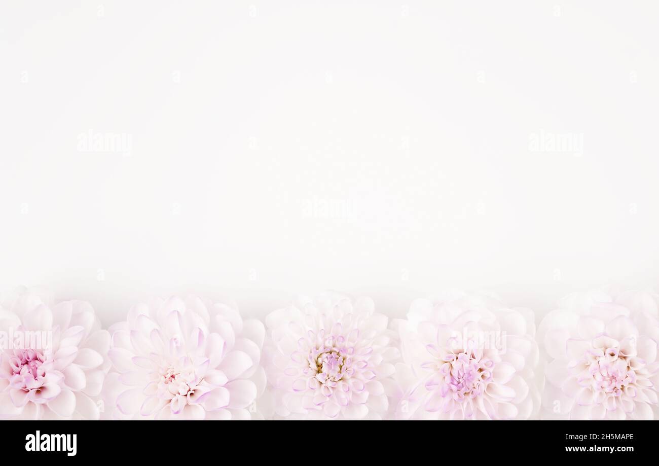 Image abstraite tendance de fleurs blanches et lilas sur fond blanc isolé dans un style de pose plate pour la décoration.Concept de vacances romantiques.Magnifique carte cadeau tendre avec espace pour les copies. Banque D'Images