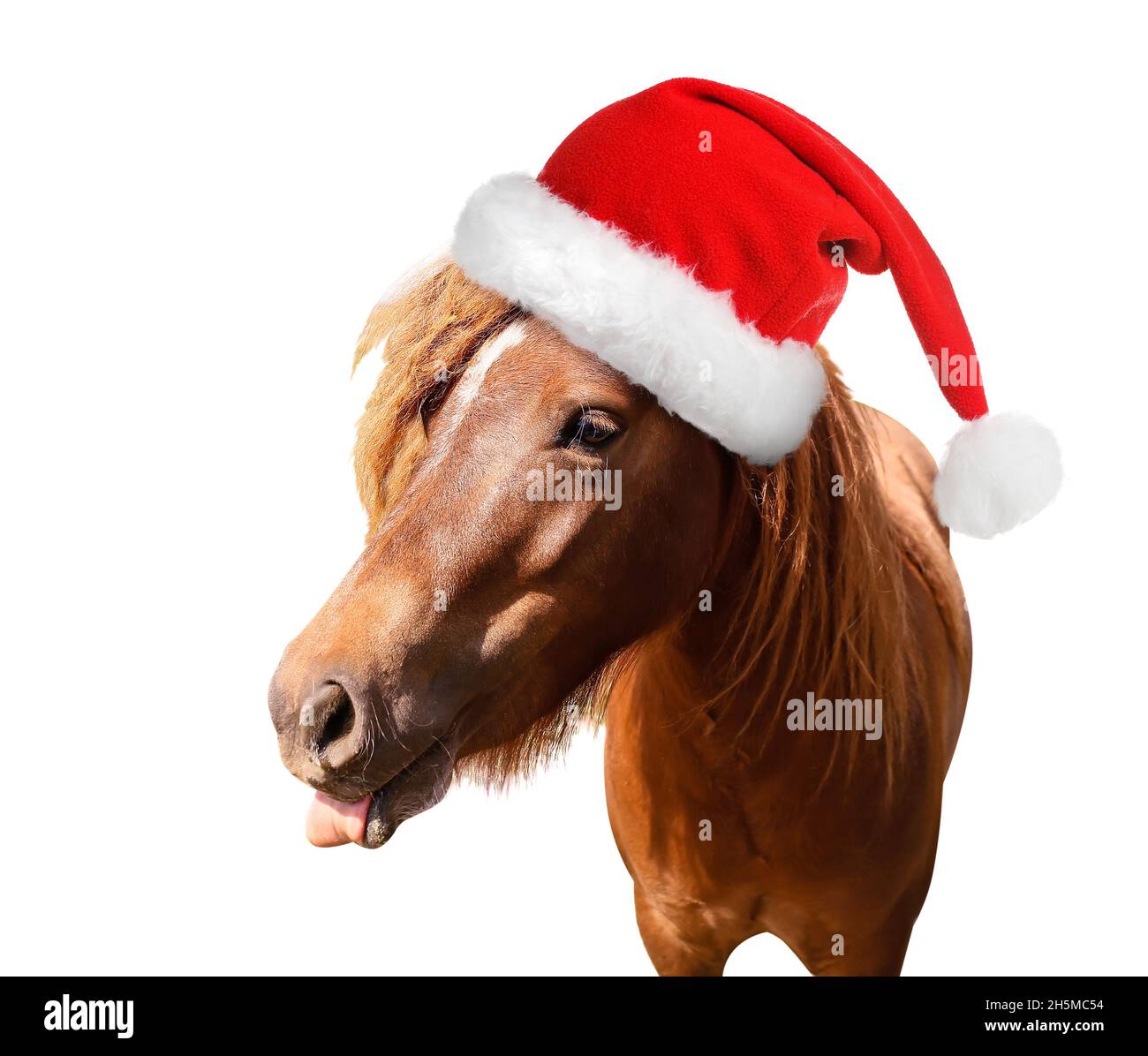 Joli cheval en chapeau de Père Noël sur fond blanc Banque D'Images