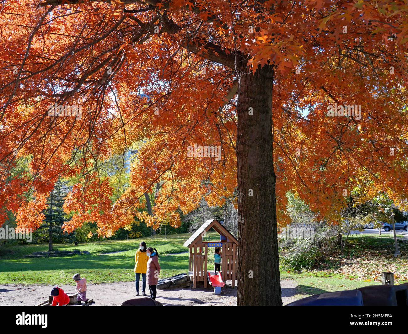 Ontario, Canada - le 10 novembre 2021 : un chêne aux couleurs d'automne glorieuses lors d'une chaude journée ensoleillée avec un terrain de jeu. Banque D'Images