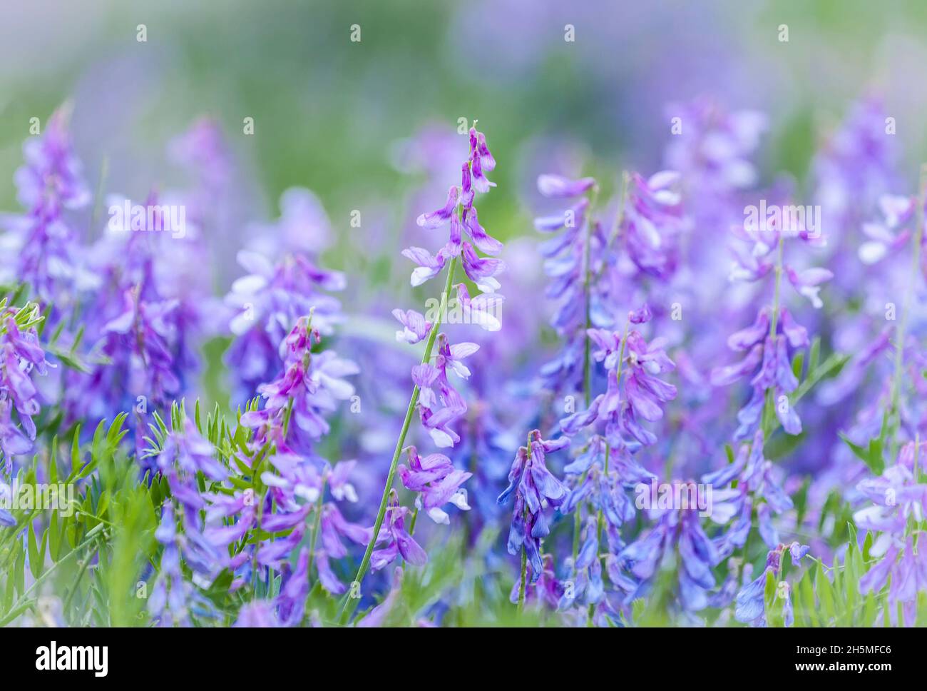 Pois fleurs de souris ou Vicia craca ou oiseau, bleu ou morche boréale, foyer sélectif Banque D'Images