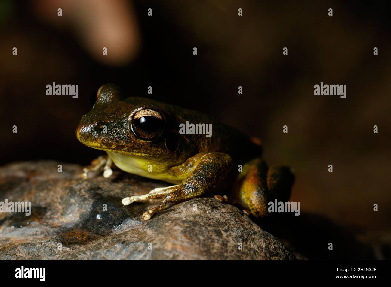 Brisbane, Australie.31 octobre 2021.La grenouille de l'est du ruisseau Stony (Litoria wilcoxii) reposant sur une roche dans le ruisseau suburbain du ruisseau Kedron.Crédit : SOPA Images Limited/Alamy Live News Banque D'Images