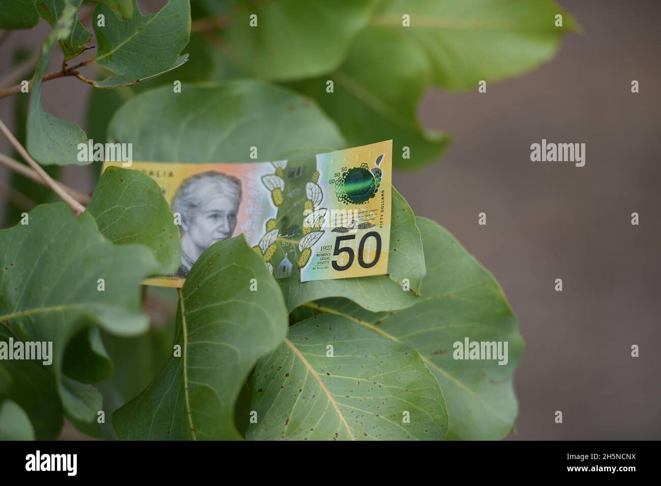 Note australienne de cinquante dollars au milieu des feuilles d'arbre vert dans la nature. Banque D'Images