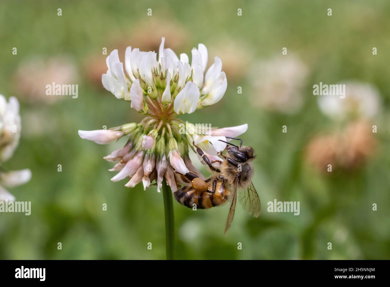 Miel abeille collectant le nectar et le pollen d'une fleur de trèfle Banque D'Images